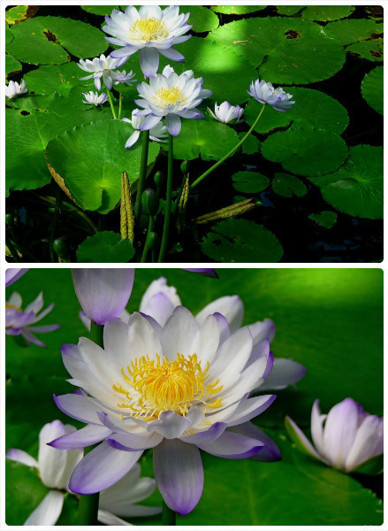 苹果版玛雅日历玛雅日历的日历计算