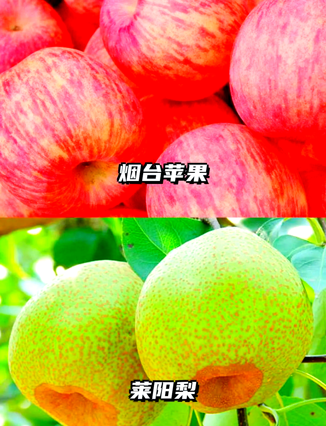 红酒软件苹果版下载红苹果软件下载官网最新版本